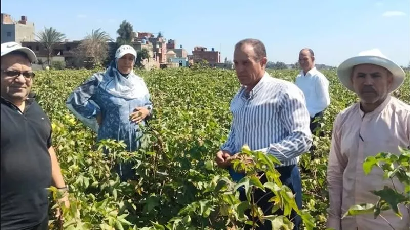 الدقهلية توجه مزارعي القطن للجني المحسن: 60% تفتيح والخيش للحفاظ على جودة المحصول