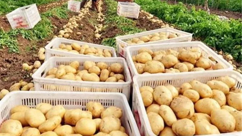 لحماية الصادرات من الرفض.. متبقيات المبيدات يضع روشتة استباقية لتأمين الشحنات الزراعية والغذائية