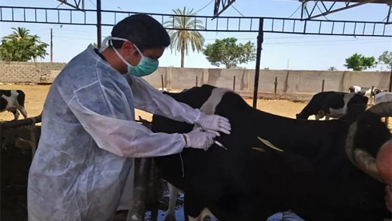 الطب البيطري بالقليوبية يُعالج 1206 رؤوس ماشية ودواجن بـ شبين القناطر مجانًا