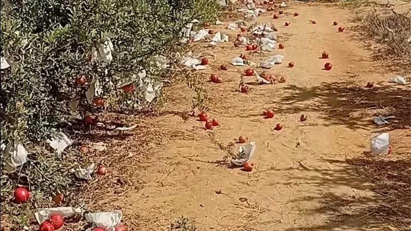 رحلة الرمان الصحراوي من مزارع الضبعة للأسواق