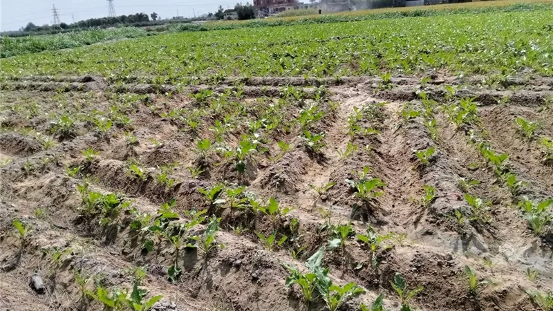 متابعة ميدانية لزراعات بنجر السكر بالقنطرة غرب بالإسماعيلية.. وتوجيهات فنية للمزارعين