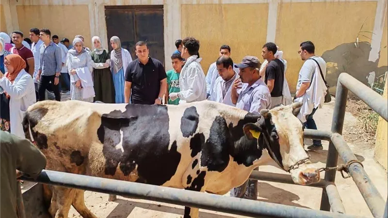 الزراعة: 269 قافلة بيطرية مجانية تخدم 114 ألف رأس ماشية و153 ألف طائر خلال أغسطس