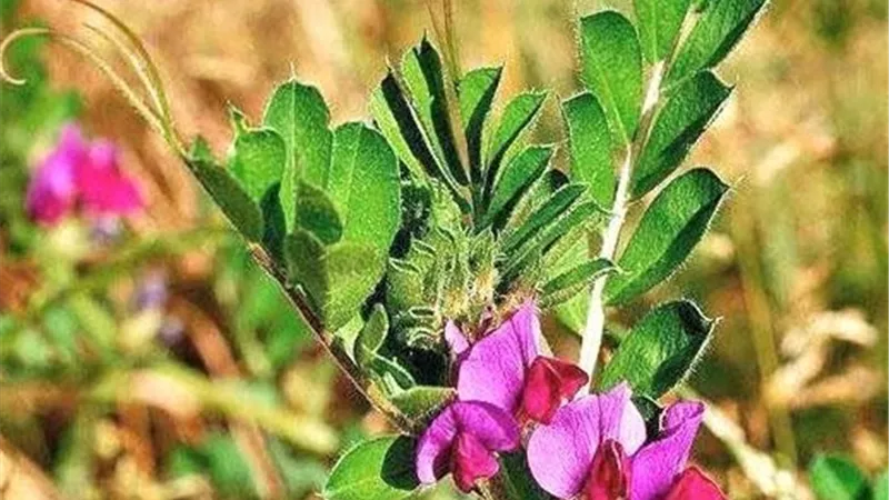 تغير المناخ يعيد رسم خريطة زراعة البيقية الصينية في حقول الأرز