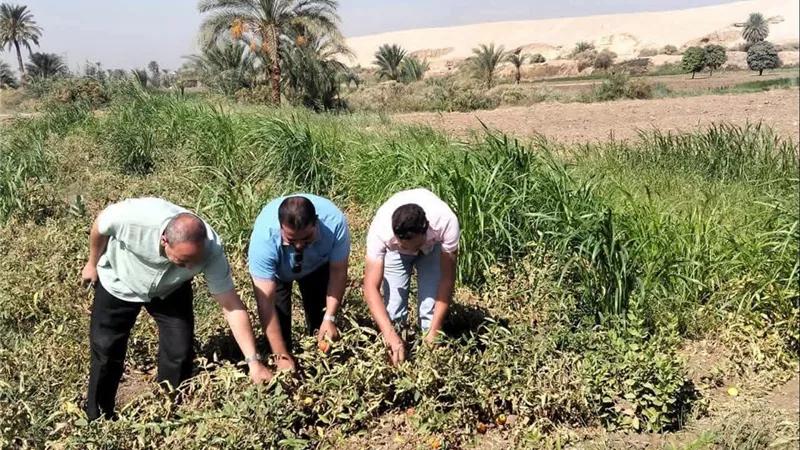 متابعة ميدانية لمحصول الطماطم بالأحايوة شرق في أخميم للوقوف على الحالة الزراعية ومواجهة الآفات
