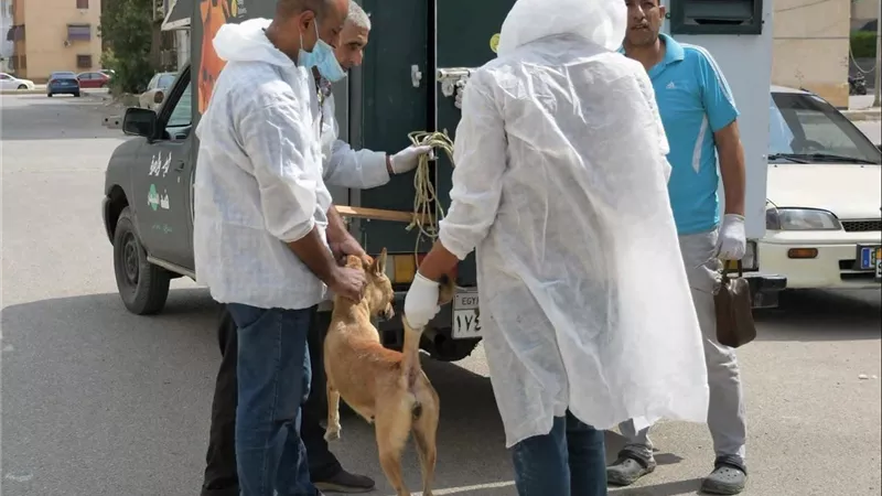 الطب البيطري ببورسعيد ينفذ حملة مكثفة للتعامل مع الكلاب الضالة بالحي الإماراتي