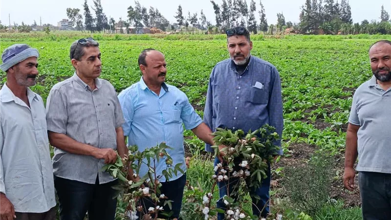 يوم حصاد الأرز البسمتي في كفر الشيخ.. متابعة ميدانية للتوسع في الأصناف ذات العائد الاقتصادي المرتفعة