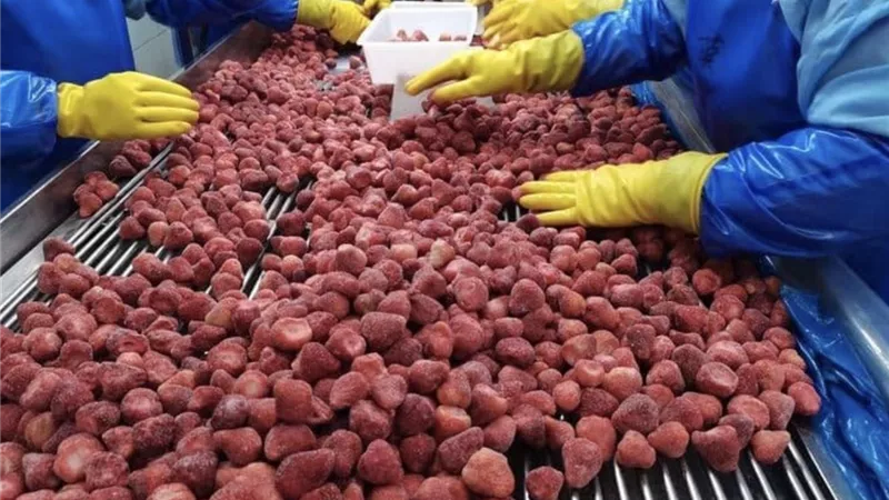 مصر تتصدر سوق الفراولة المجمدة في فرنسا.. صادرات تقترب من 20 ألف طن خلال 2025
