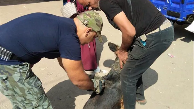 وزارة الزراعة: توفير 200 ألف جرعة لقاح ضد السعار بالمجان و12 مركز إيواء