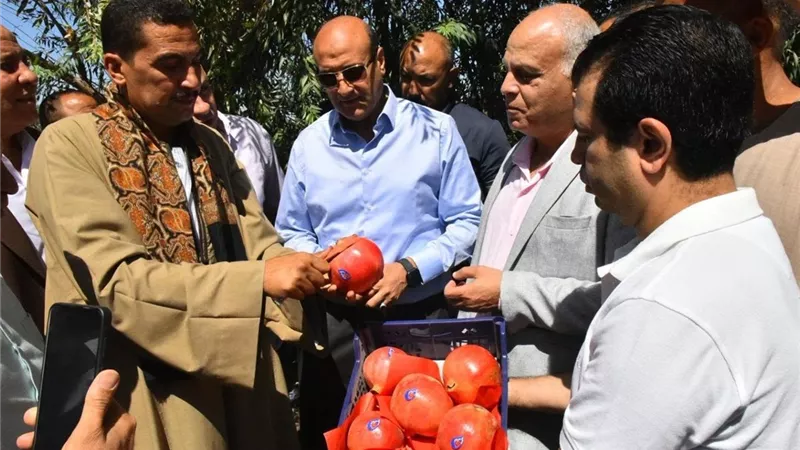محافظ أسيوط يتفقد حصاد «الذهب الأحمر» ببويط.. ويؤكد: 40 فدانًا لمجمع صناعات الرمان و45 مليون جنيه لساحات الحاويات والبرادات