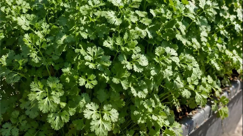 زراعة الكزبرة فوق سطح المنزل.. خطوات بسيطة للحصول على محصول أخضر طازج