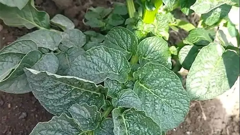 كيف تؤثر خصائص التربة على نمو النبات وامتصاص العناصر؟