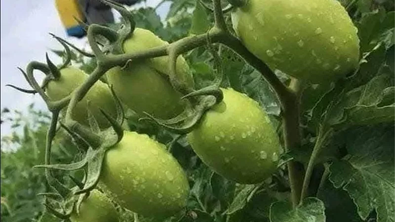قبل الشتل والتزهير.. توصيات مهمة لنجاح زراعة الطماطم وتحسين جودة الثمار