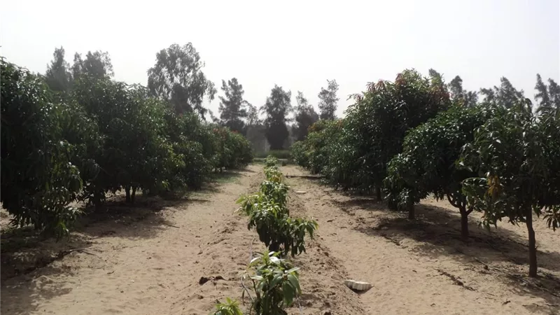 ملوحة التربة تهدد إنتاجية المحصول.. 5 خطوات لحماية الجذور والتخلص من الأملاح