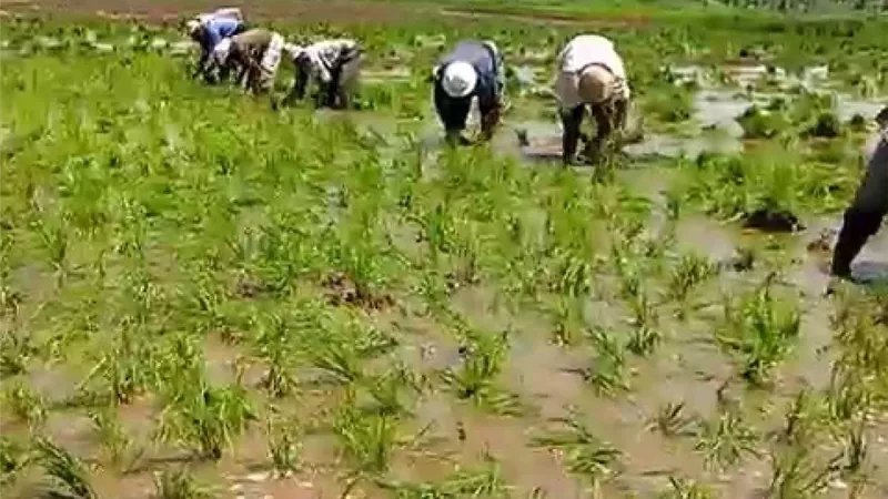 الحكومة: إعفاء المزارعين من غرامات تبديد المياه المستحقة عن زراعة الأرز بالمخالفة