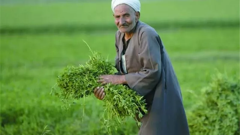 3 آلاف جنيه معاش.. بشرى سارة من مجلس النواب للفلاحين (تفاصيل)