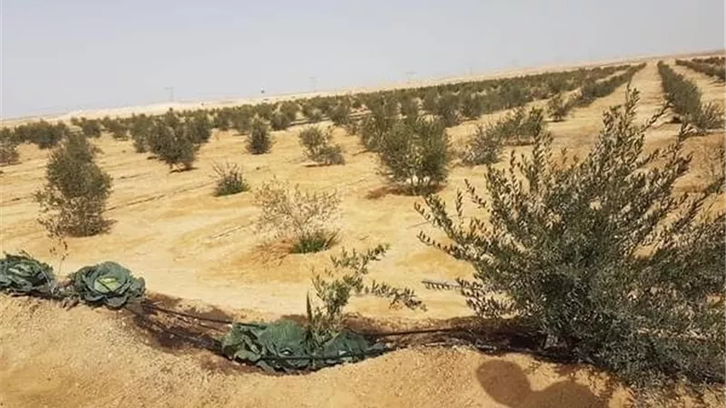 شريان حياة جديد في أراضي الفيروز..16 تجمعًا تنمويًا يُعيد رسم خريطة الاستقرار بسيناء