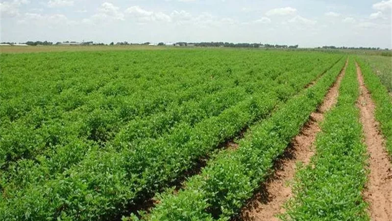 المياه تقود قطار التنمية في سيناء.. مشروعات عملاقة للزراعة والحماية من السيول