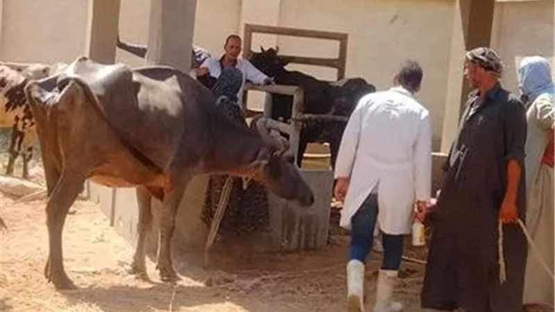 اعتماد 20 خبيرًا بـ بحوث الصحة الحيوانية مدربين للتطوير المهني للأطباء البيطريين