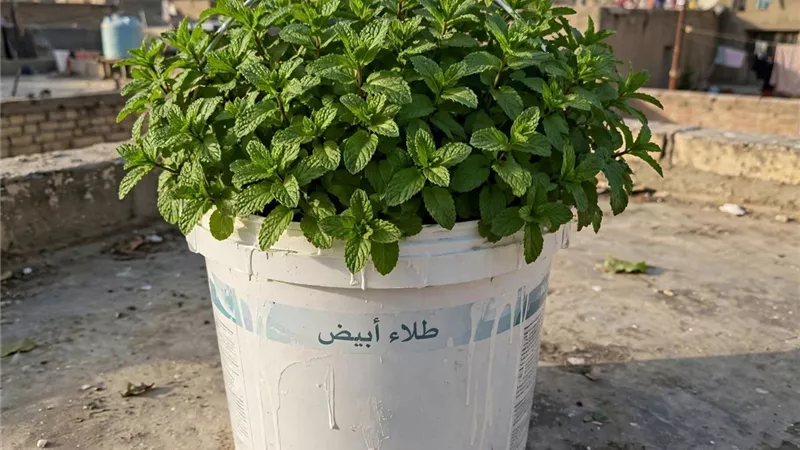 دليل زراعة النعناع في حدائق الأسطح للحصول على محصول كثيف