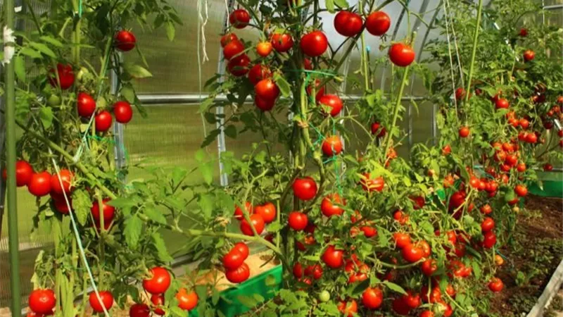 زراعة الطماطم.. خطوات إعداد المشتل وطرق الزراعة في الأرض المستديمة