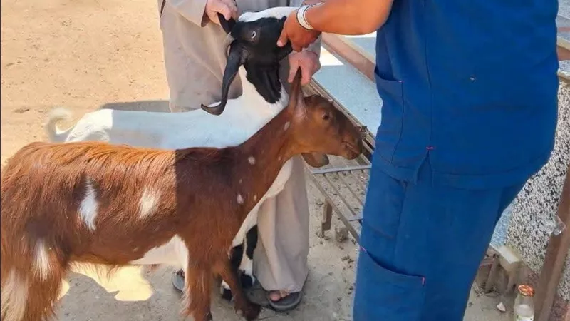 269 قافلة بيطرية في القرى خلال أغسطس.. فحص وعلاج 114 ألف رأس ماشية و153 ألف طائر مجانًا