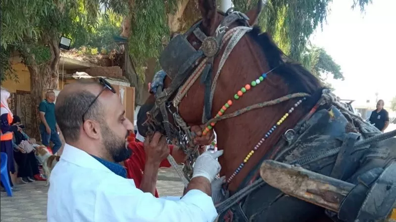 استعدادًا لبطولة الفروسية الدولية.. «بيطري الجيزة» يرقّم خيول الأهرامات بالميكروتشيب ويسحب 160 عينة