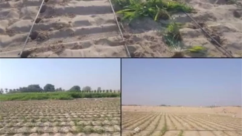 بذور سطحية وري منتظم.. 8 خطوات لنجاح زراعة البونيكام بالتنقيط وتحقيق إنتاج جيد