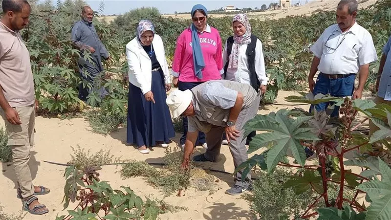 بحوث الصحراء يتابع حصاد الحقول الإرشادية للخروع بقطاع سيناء