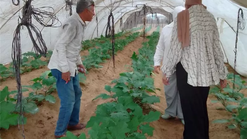 الصوب الزراعية تحت الرقابة والإرشاد.. تحرك ميداني لمديرية الزراعة ببورسعيد