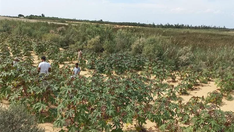«زيت الخروع».. محصول جديد لتعظيم الاستفادة من أراضي سيناء ومياهها