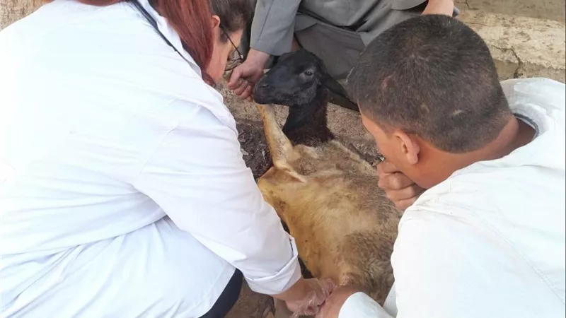 محافظ أسيوط: تقديم خدمات بيطرية متكاملة لـ17 ألفًا و988 رأسًا من الماشية والدواب خلال شهر