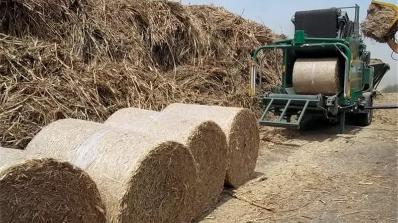 بدل الحرق والإهدار.. كيف تتحول المخلفات الزراعية إلى سماد وأعلاف ومصدر للربح؟