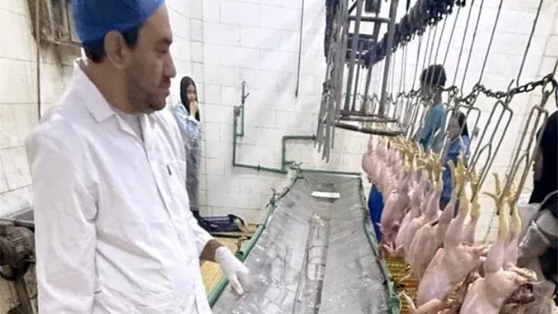 لحماية المستهلك وضمان غذاء آمن.. تحركات مكثفة للطب البيطري بمجازر السويس