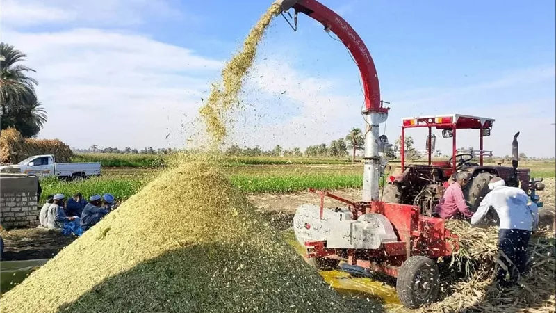 أسيوط تدرب المزارعين على إنتاج السيلاج بالشراكة مع «الفاو».. وخطة للتوسع في 16 قرية لدعم الثروة الحيوانية