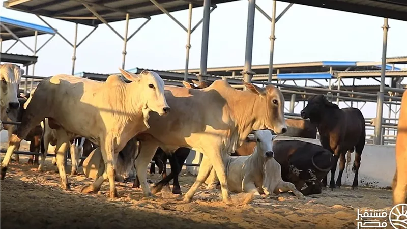 جهاز مستقبل مصر يواصل تطوير قطاع الثروة الحيوانية لزيادة الإنتاج المحلي وتقليل الاستيراد