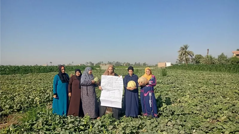 81 مدرسة حقلية في صعيد مصر تختتم موسمها الزراعي الصيفي بتعزيز الممارسات المستدامة وتمكين المرأة الريفية