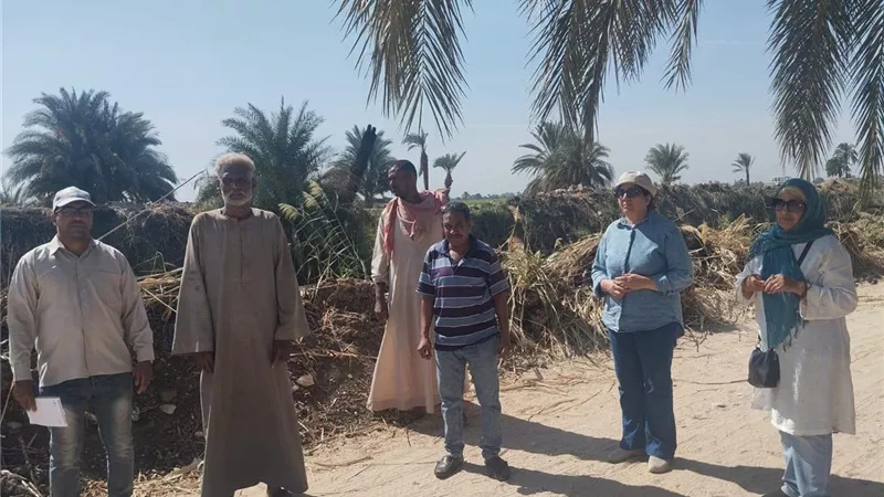 زراعة الأقصر تكثف حملات مكافحة الفئران بمناطق غرب النيل لحماية المحاصيل الزراعية