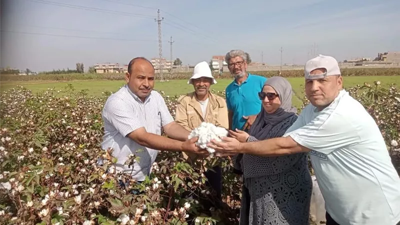 القطن في الدلنجات يطمئن المزارعين.. متابعة ميدانية تكشف حالة المحصول خلال الجني