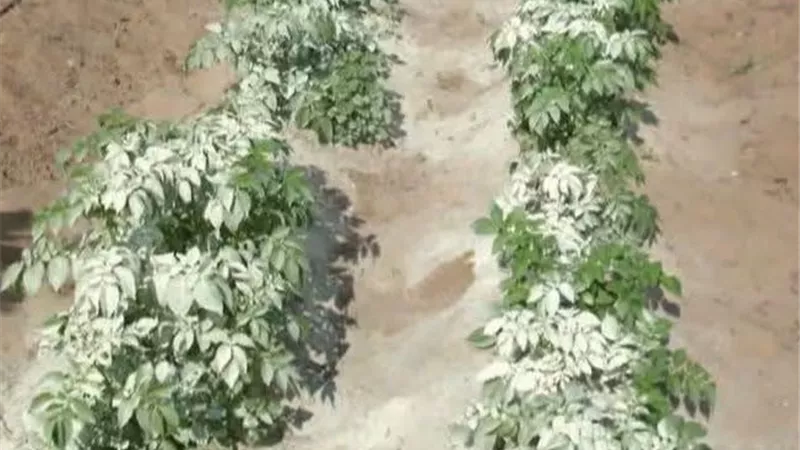 الكبريت الزراعي لمكافحة الأمراض الفطرية.. ضوابط التعفير لحماية المحاصيل من الآفات