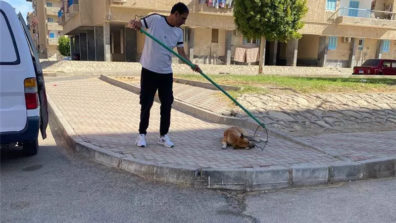 الطب البيطري بالسويس يواصل تحصين الكلاب الحرة مجانًا ضمن الاستراتيجية الوطنية للتحكم فيها