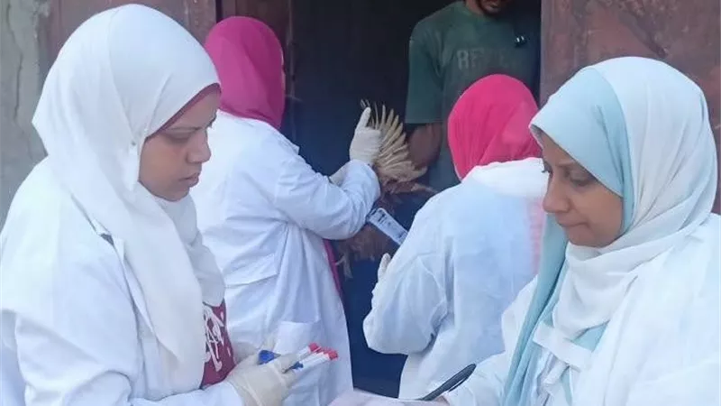 «بيطري القليوبية» تكثف الرصد لمواجهة إنفلونزا الطيور بمزارع القناطر