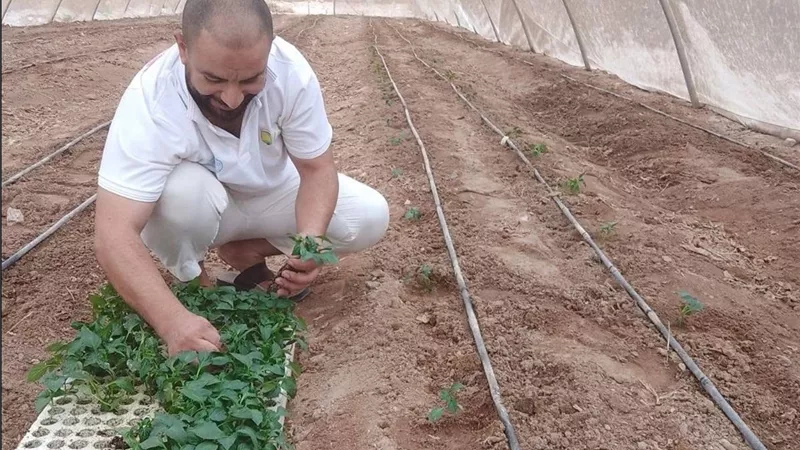 زراعة جنوب سيناء ترفع جاهزيتها للموسم الشتوي.. زراعة الفلفل والثوم وتجهيز صوب الباذنجان بطور سيناء