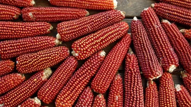 هجين الأحمر 190.. قفزة نوعية في زراعة الذرة ودعم صناعة الأعلاف والإنتاج الحيواني