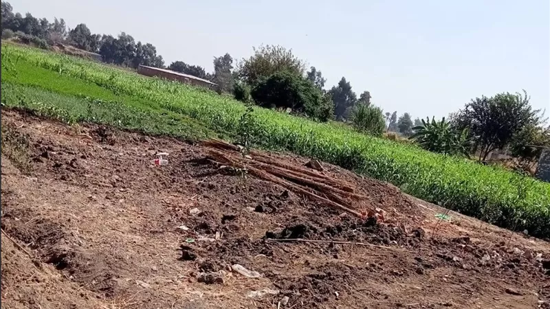 زراعة الدقهلية تزيل حالتي تعدٍ على الأراضي الزراعية بميت غمر.. إزالة بناء وجمالون في المهد