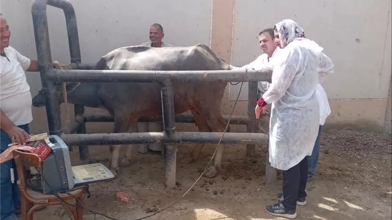 بيطري القليوبية تتحرك لحماية الثروة الحيوانية.. فحص تناسلي ومكافحة الطفيليات وتكثيف حملات التوعية والتحصين