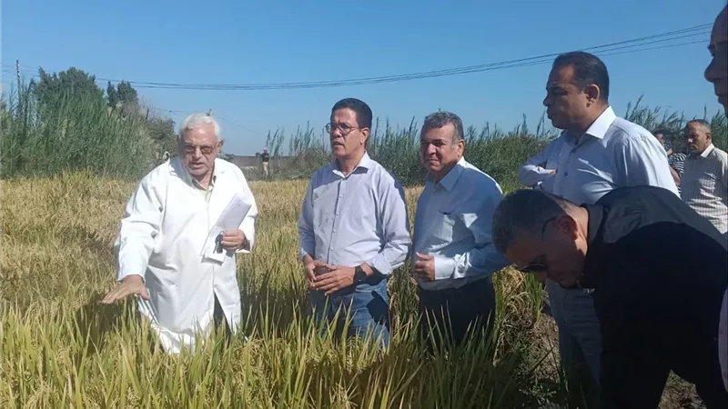 رئيس جامعة بنها يشهد حصاد سلالتي الأرز «بداية 1» و«بداية 2» تمهيدًا لتسجيلهما كصنفين جديدين عاليي الإنتاجية
