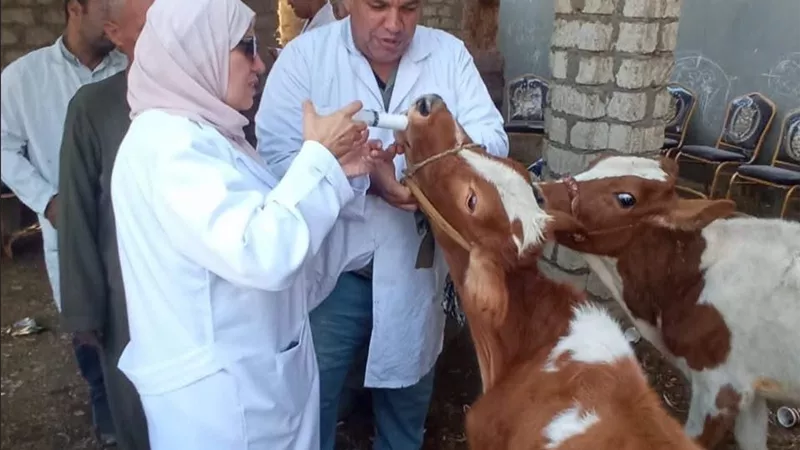 قافلة بيطرية مجانية بالجيزة لدعم صغار المربين.. كشف وعلاج وتحصين وفحص الحمل بالسونار