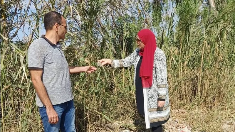 زراعة الدقهلية تكثف مكافحة القوارض بالمنصورة.. معالجة 1870 فدانًا لحماية المحاصيل الزراعية