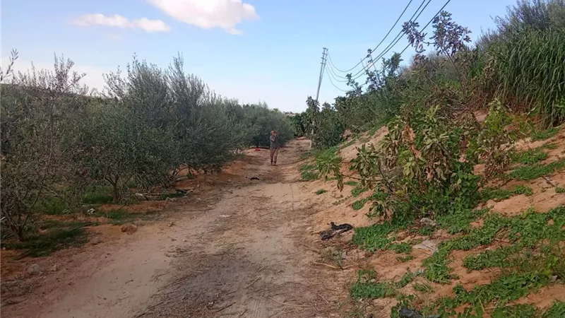 حماية لثروة الزيتون السيناوي.. جولات ميدانية متواصلة لمتابعة العمليات الزراعية بقرية الطويل في العريش