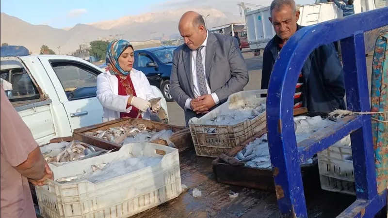 بيطري السويس يفحص أسماك ميناء الأتكة للتأكد من سلامتها وصلاحيتها للاستهلاك الآدمي